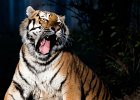 Mike Newman - Tiger Tiger, Burning Bright.jpg